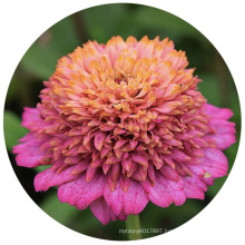 High Germination Summer Flower Zinnia cinderela Seeds